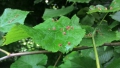 Vlnovník lipový (Eriophyes tiliae) - lípa - II.fáze