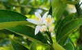 Květy příjemně voní (calamondin)