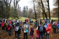 mladý javor může vyrůst až do výšky 30 metrů