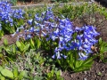 Hyacinty v Holandské zahradě