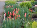 Tulipa clusiana v Holandské zahradě