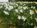 Narcissus triandrus