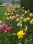 Směs Spring Beauty