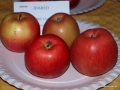 odrůda jablek IDARED
