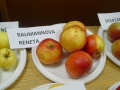 odrůda jablek Baumannova Reneta