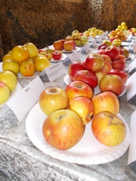 Výstava ovoce – starých a krajových odrůd v Rotundě Květné zahrady