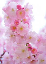 Japonské jaro